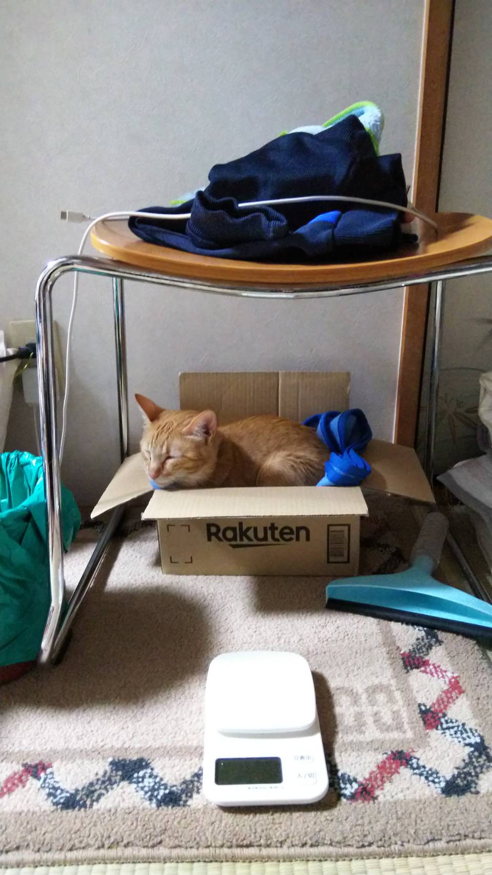 Wellness Tree ジャーナル vol.34 我が家の癒し猫、ルルとラン