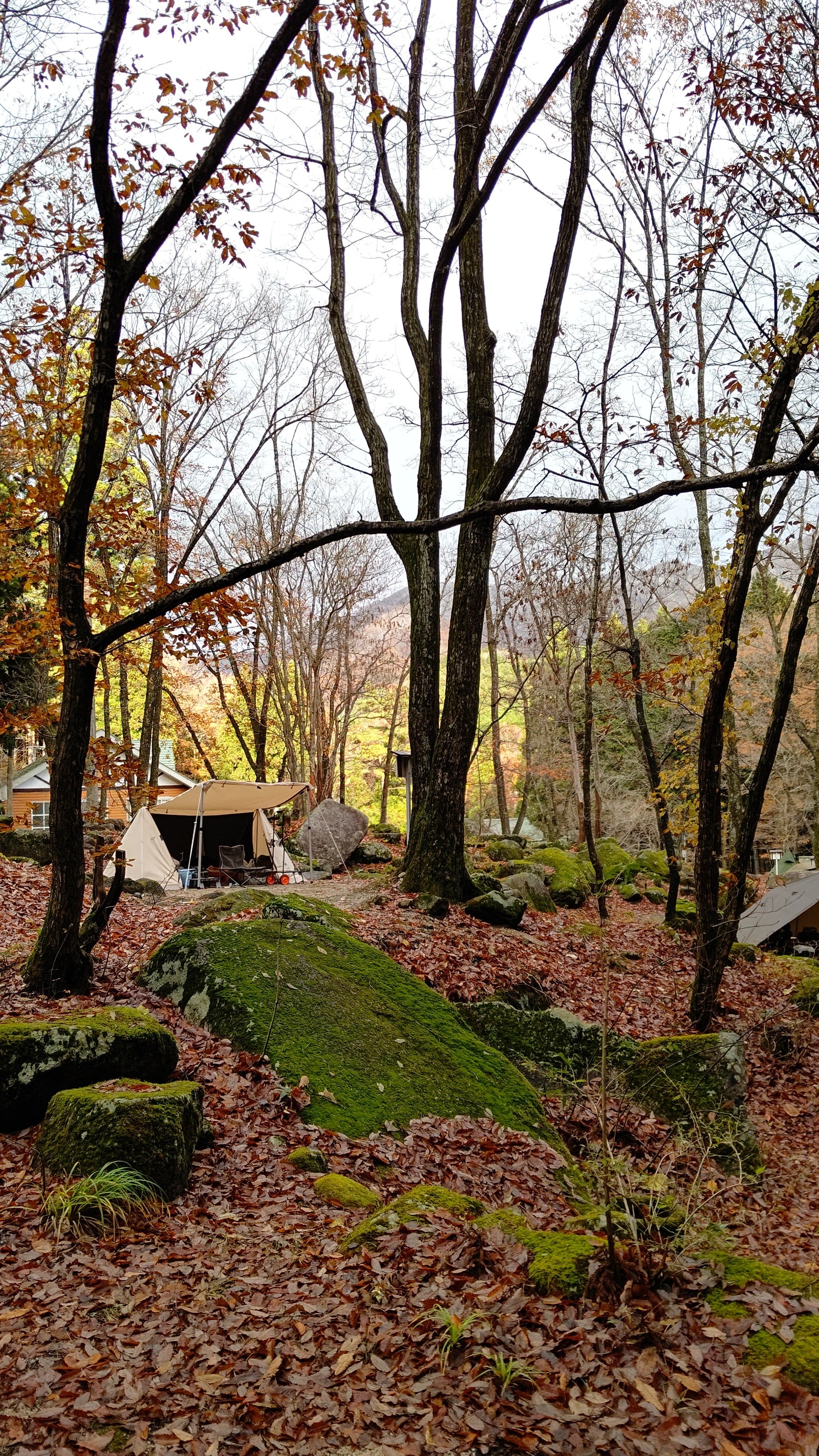 Wellness Tree ジャーナル vol.27 キャンプの話