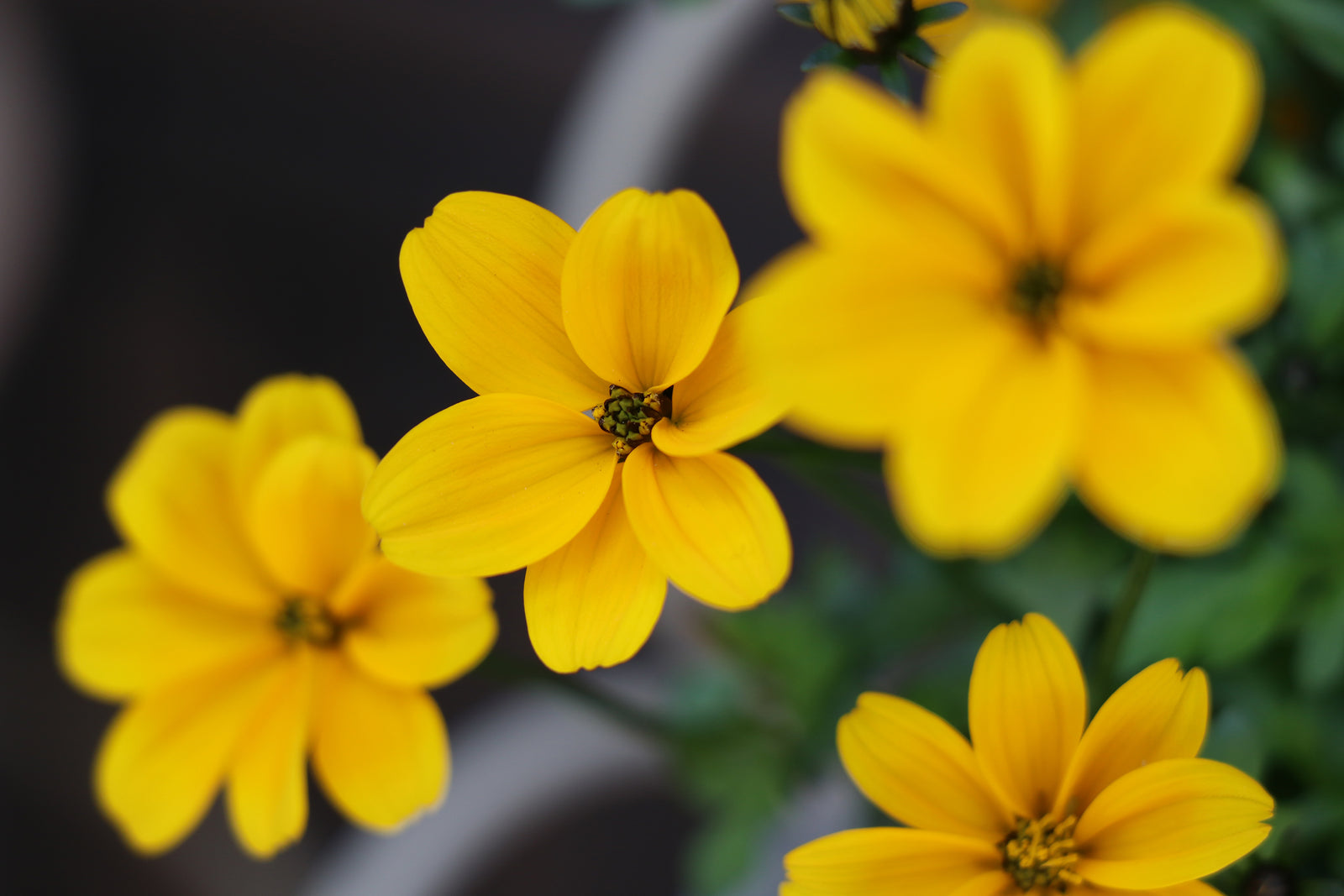 Wellness Tree ジャーナル vol.35 春よ来い