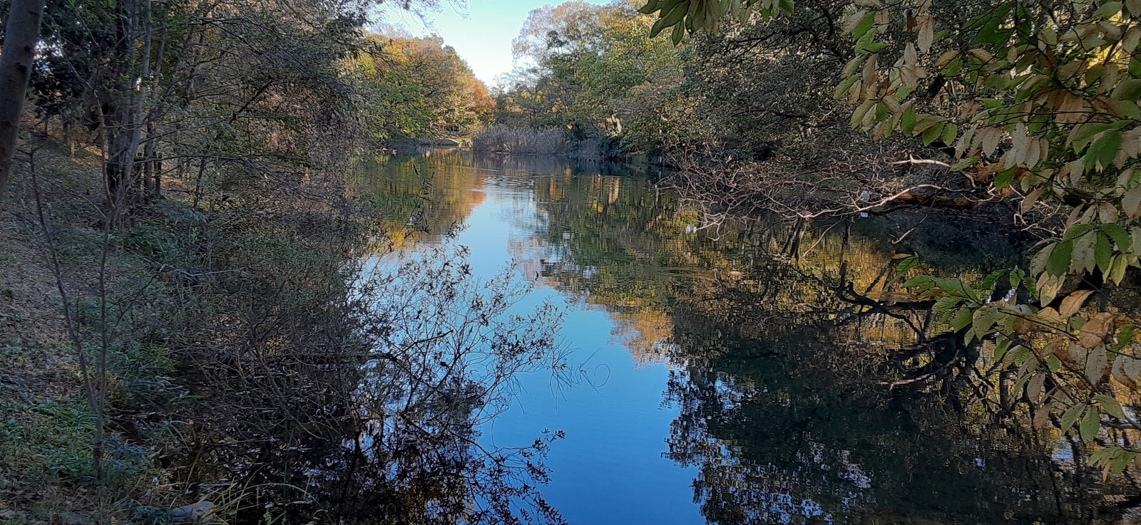 Wellness Tree ジャーナル vol.29 気まぐれ散歩