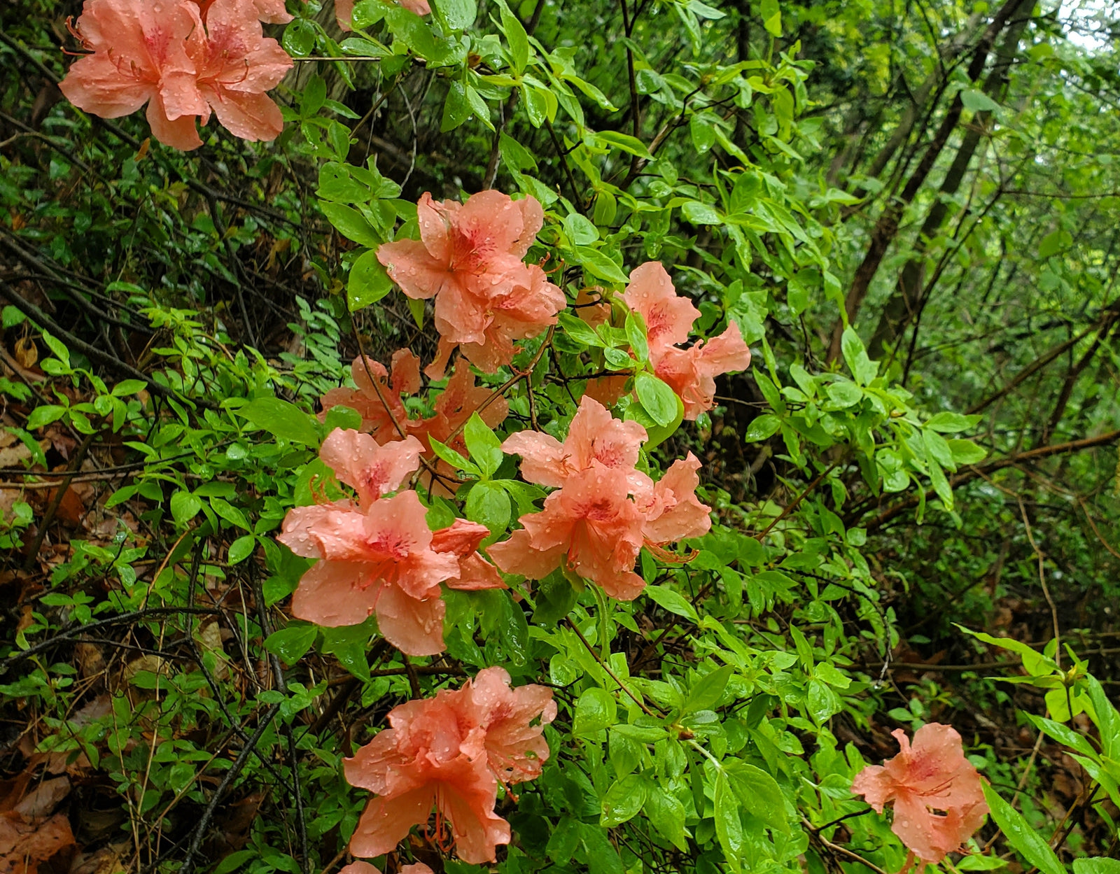 Wellness Tree ジャーナル vol.47 雨が降る休みの日