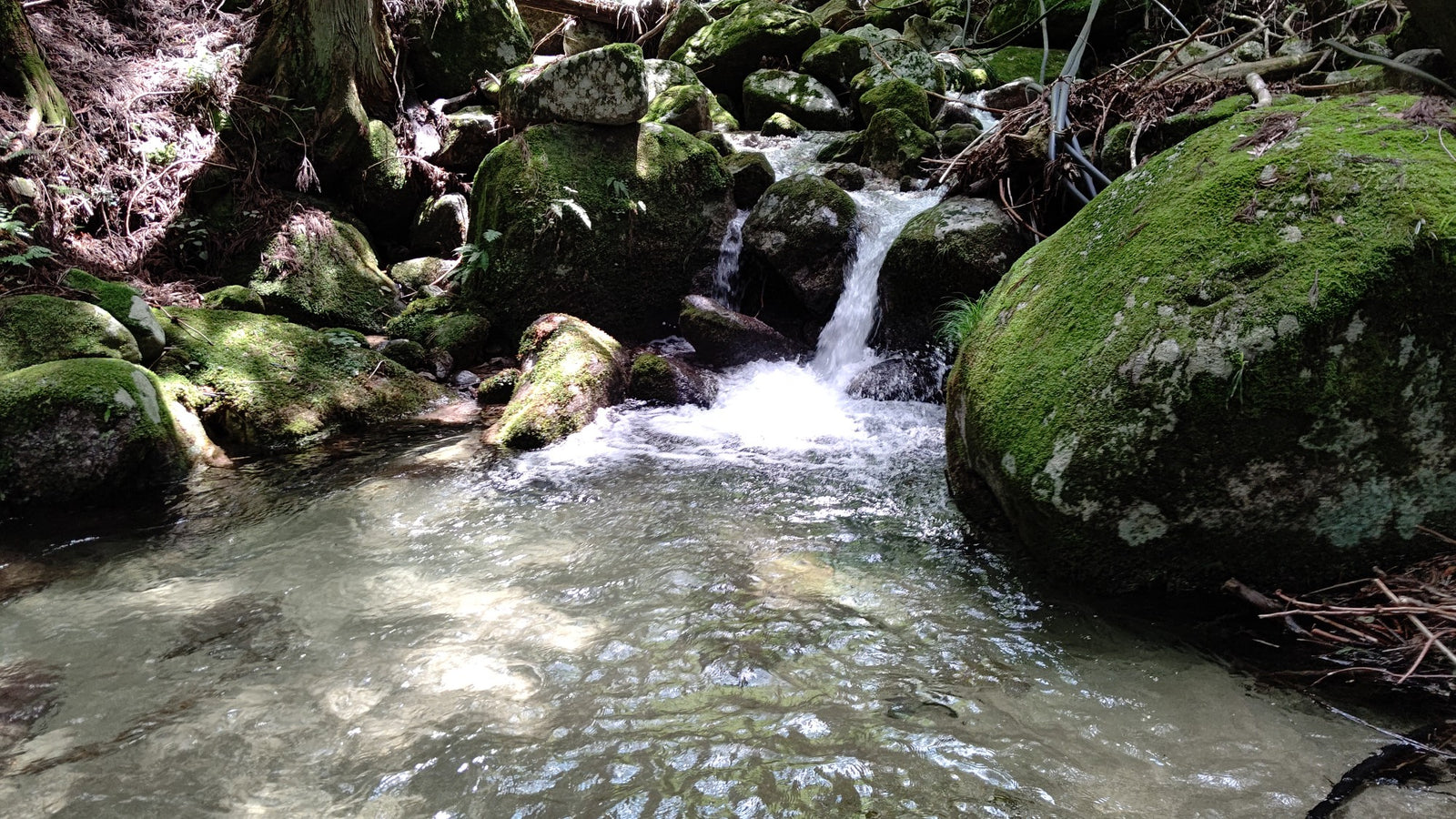 Wellness Tree ジャーナル vol.11 自然の中で過ごす日