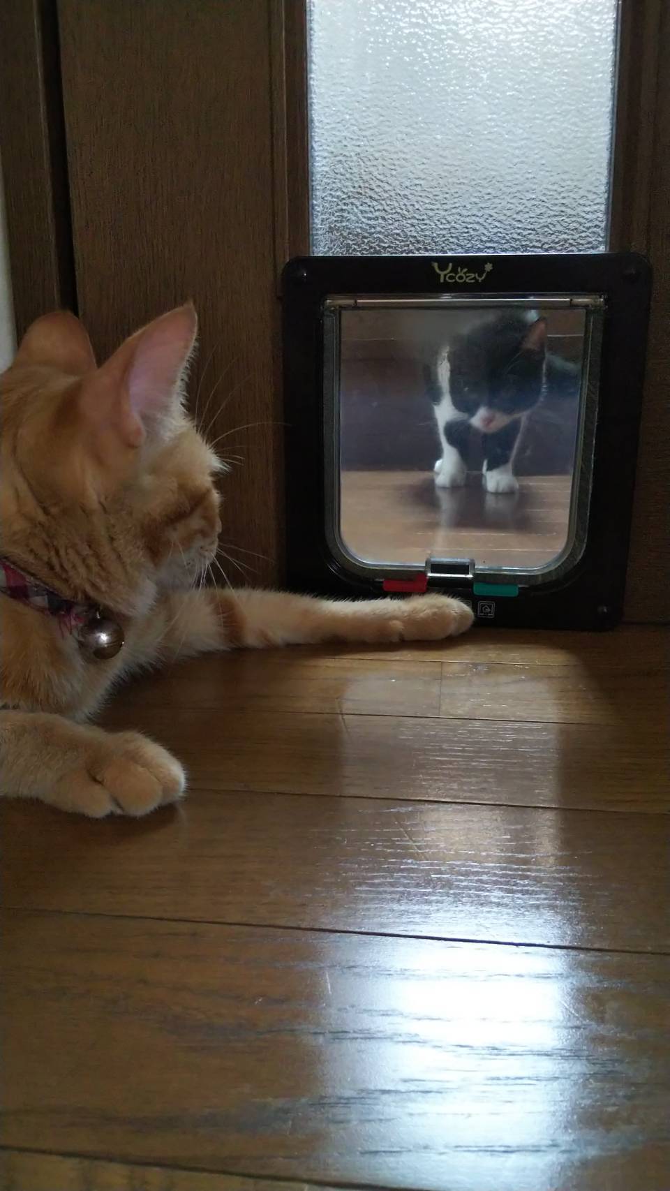 Wellness Tree ジャーナルvol.22 我が家の癒しは2匹の猫