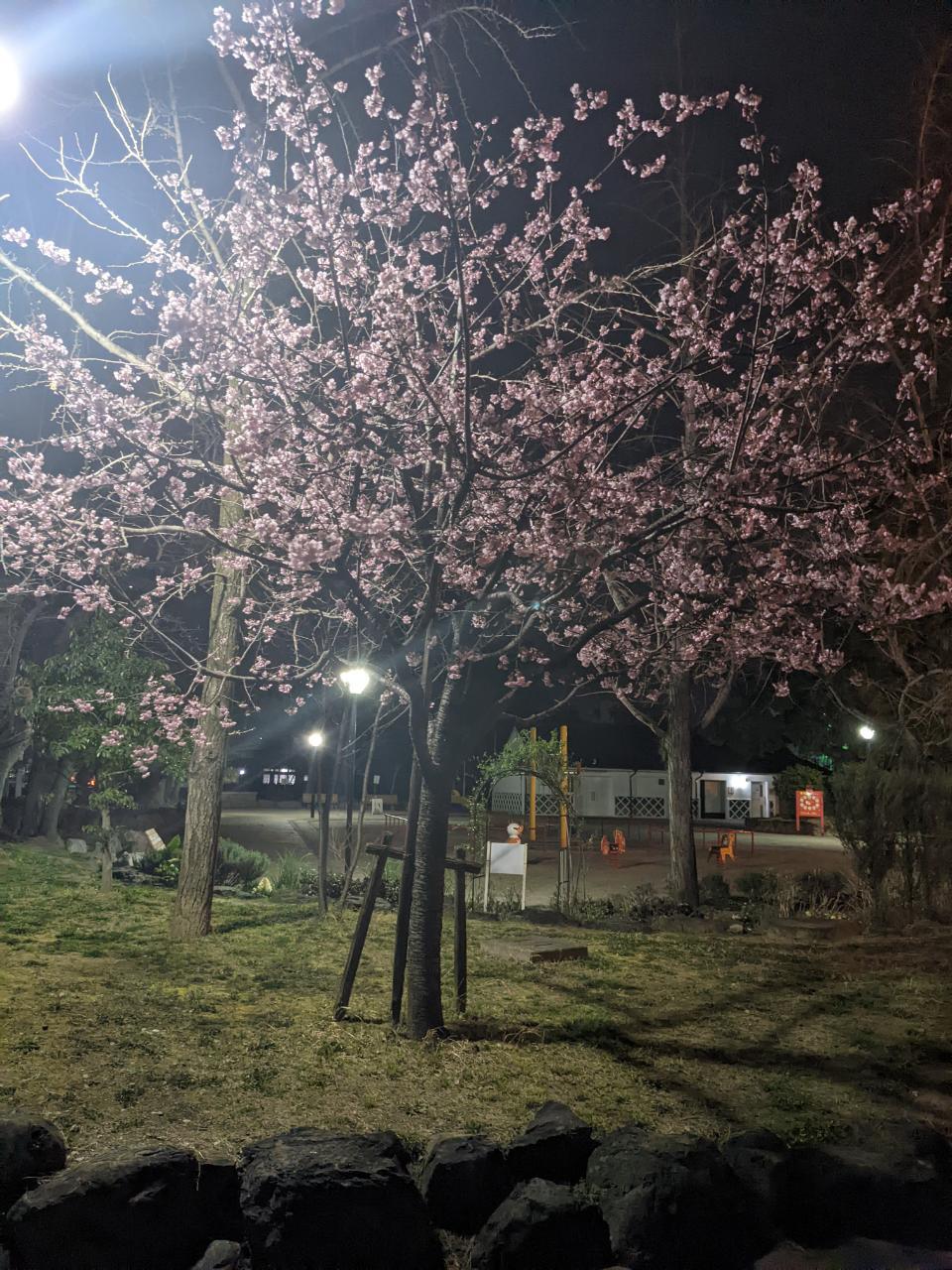 Wellness Tree ジャーナル vol.37 新生活