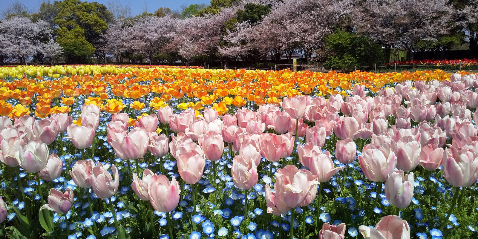 Wellness Tree ジャーナル vol.44 ゴールデンウィークの過ごし方