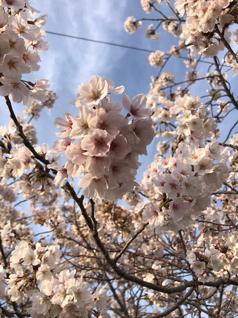 Wellness Tree ジャーナル vol.40 4つの部署紹介(営業部・技術開発・生産部・管理部)