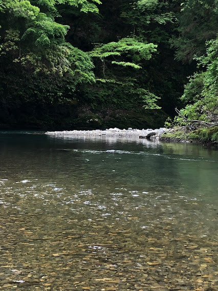 Wellness Tree ジャーナル vol.46 ドキドキ・ワクワク始めよう