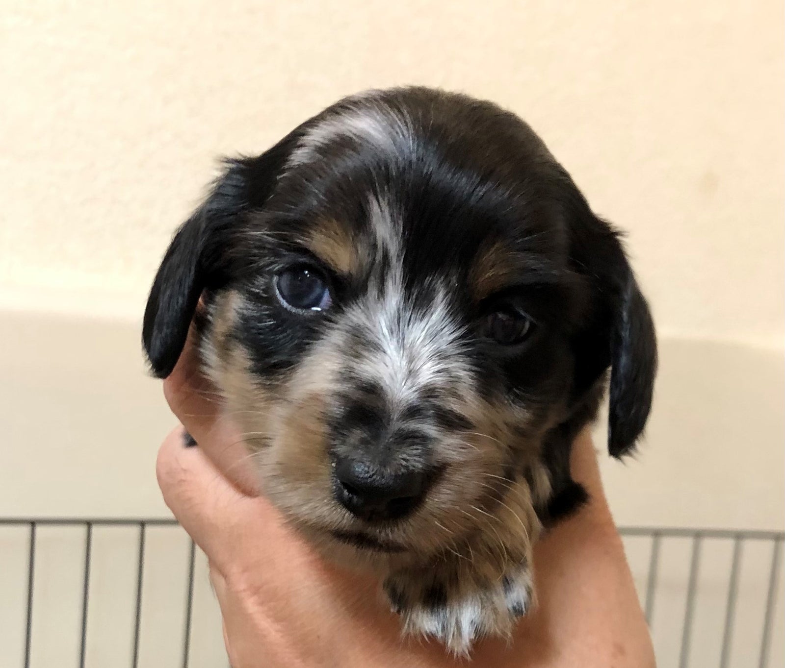 Wellness Tree ジャーナルvol.20 感謝