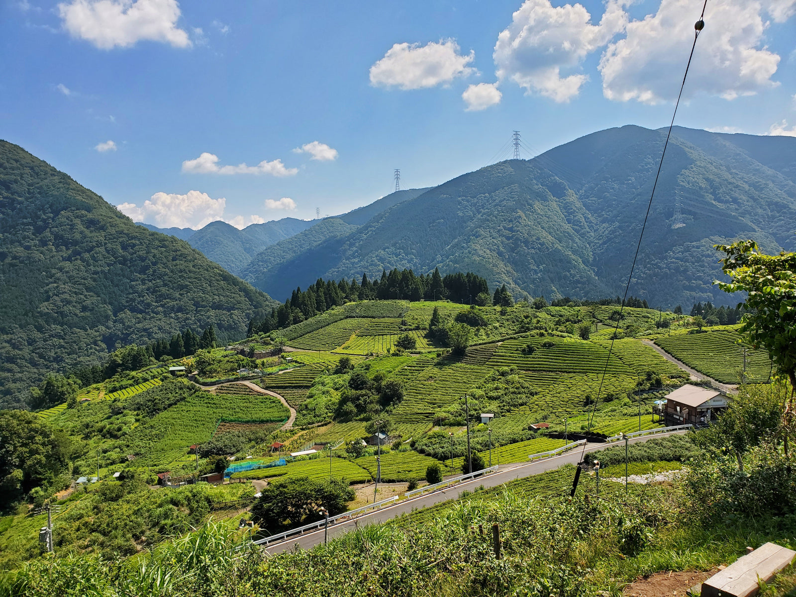 Wellness Tree ジャーナル vol.3 「天空の茶畑」岐阜のマチュピチュ 揖斐川町