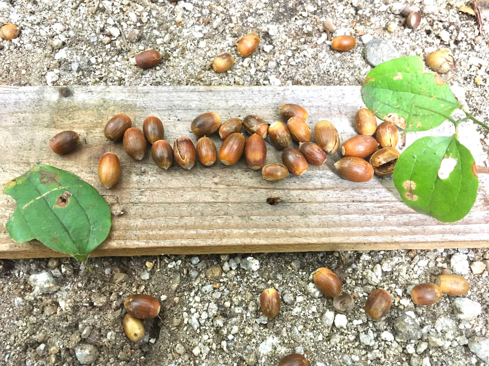 Wellness Tree ジャーナル vol.26 折々に季節をたのしむー