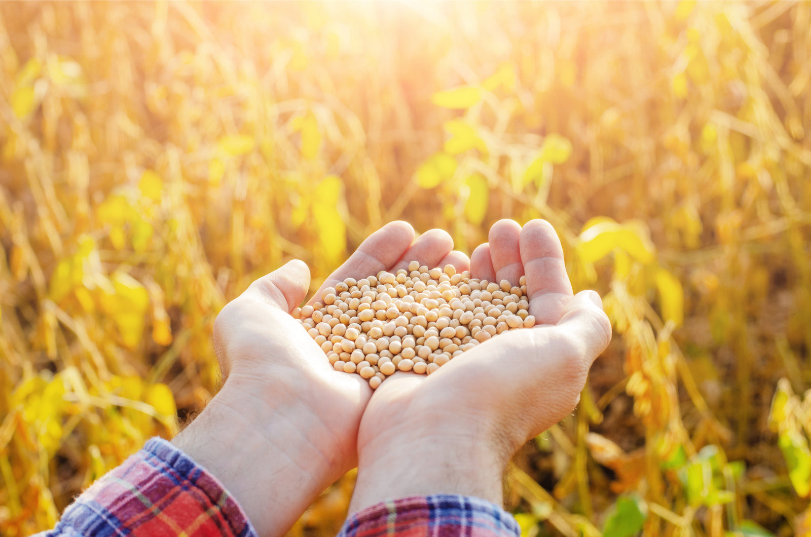 大豆はダイエットの味方!カロリー・糖質量や効率よく栄養成分を摂取する方法を紹介!