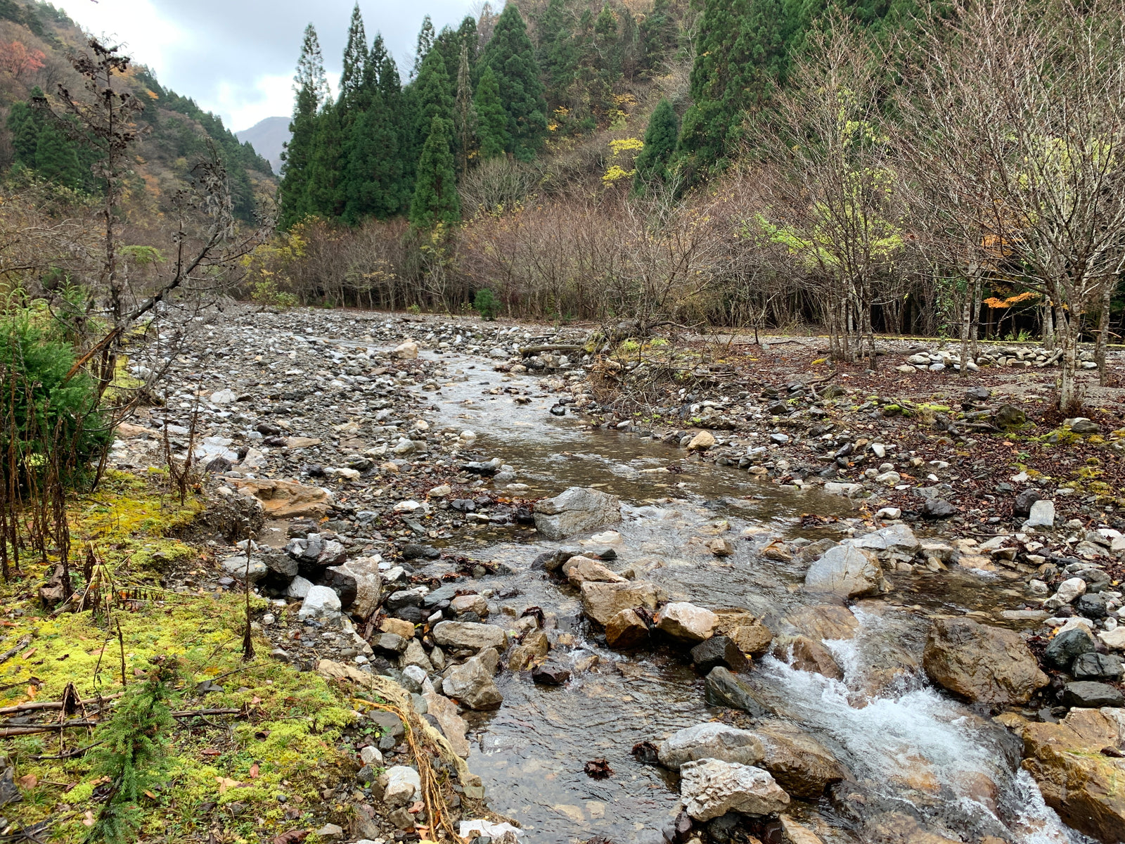 Wellness Tree ジャーナルvol.23 継承