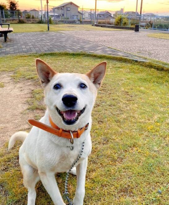 Wellness Tree ジャーナル vol.24 ふるさと納税で貢献できること。