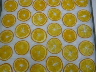 Wellness Tree ジャーナル vol.50 文月