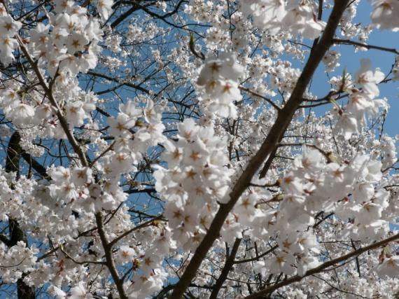 Wellness Tree ジャーナル vol.38 桜