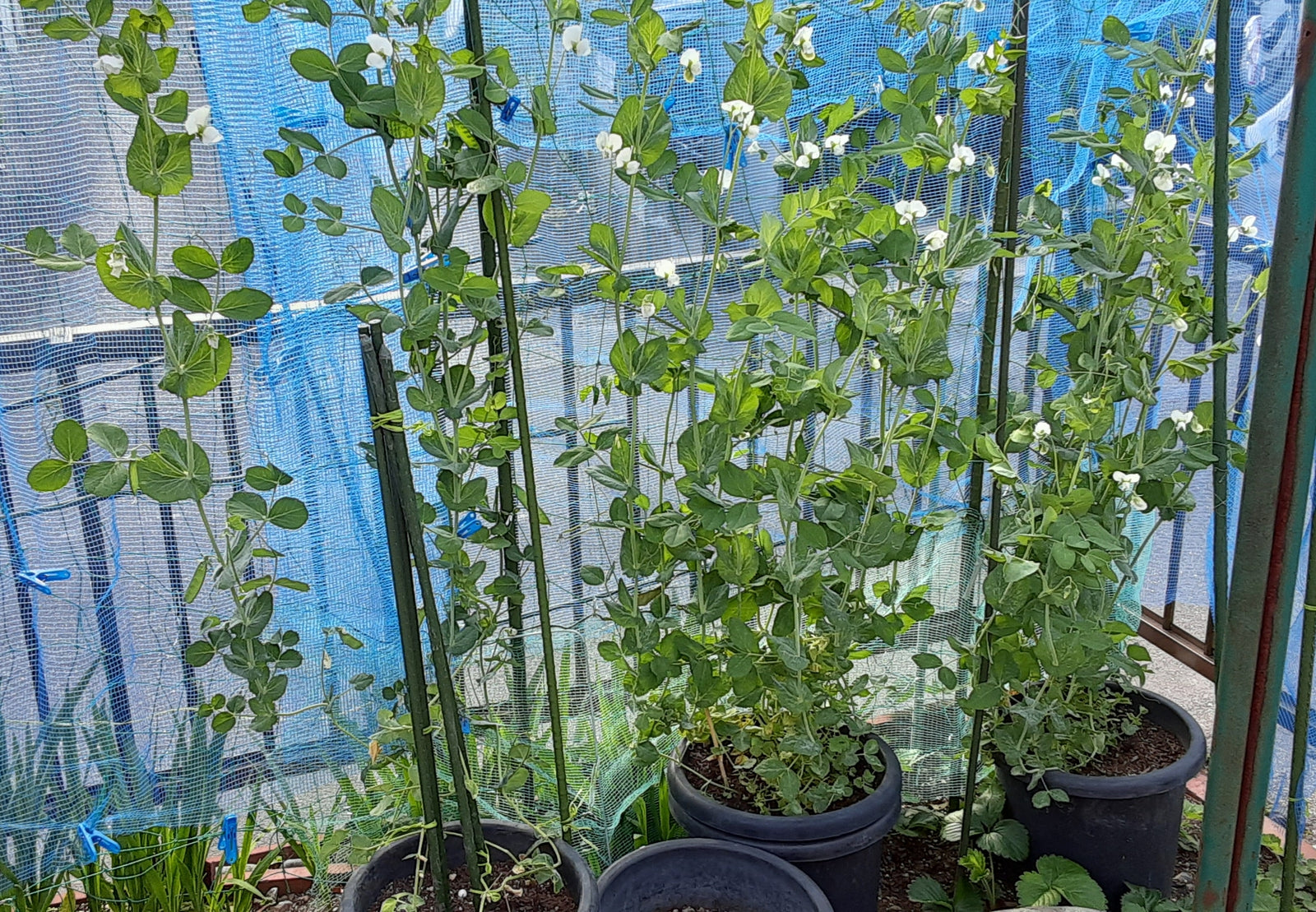 Wellness Tree ジャーナル vol.42 植木の剪定と苗作り