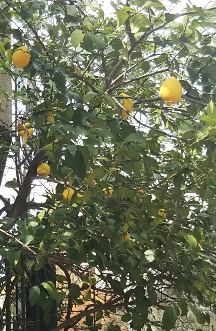 Wellness Tree ジャーナル vol.19 レモンの木