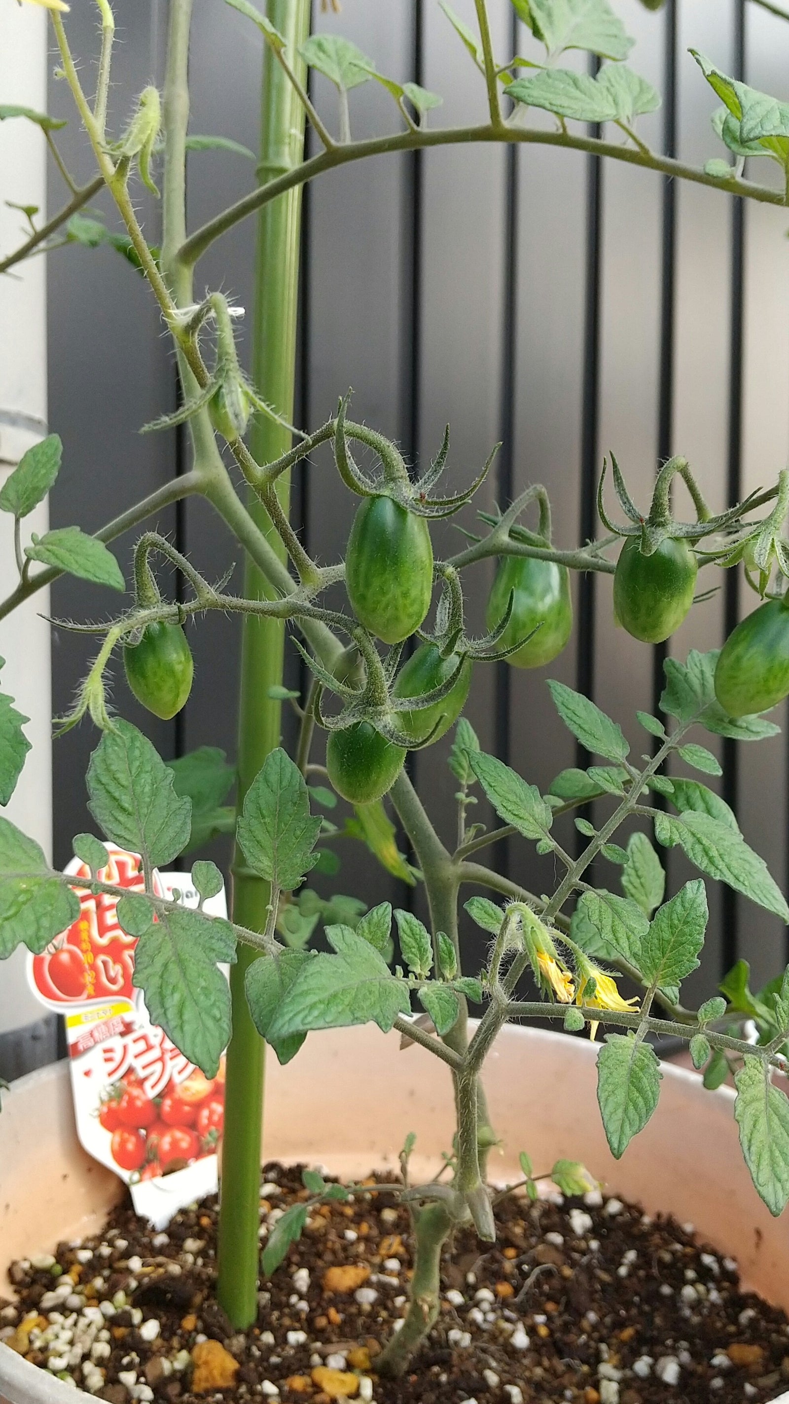 Wellness Tree ジャーナル vol.45 癒しの時間