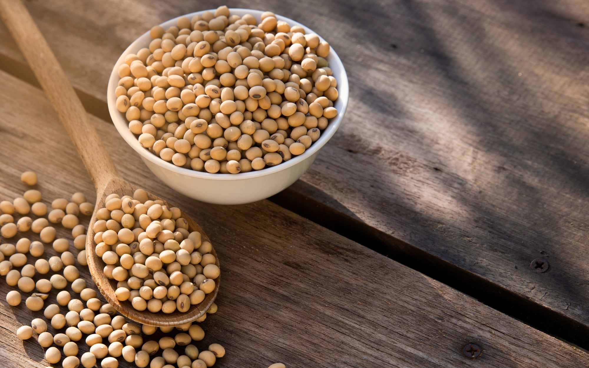 大豆とは？大豆に含まれる栄養成分と効果・効能を徹底解説